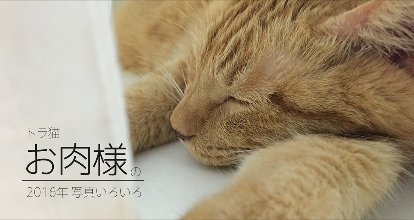 サムネ : トラ猫 お肉様 の2016年写真集