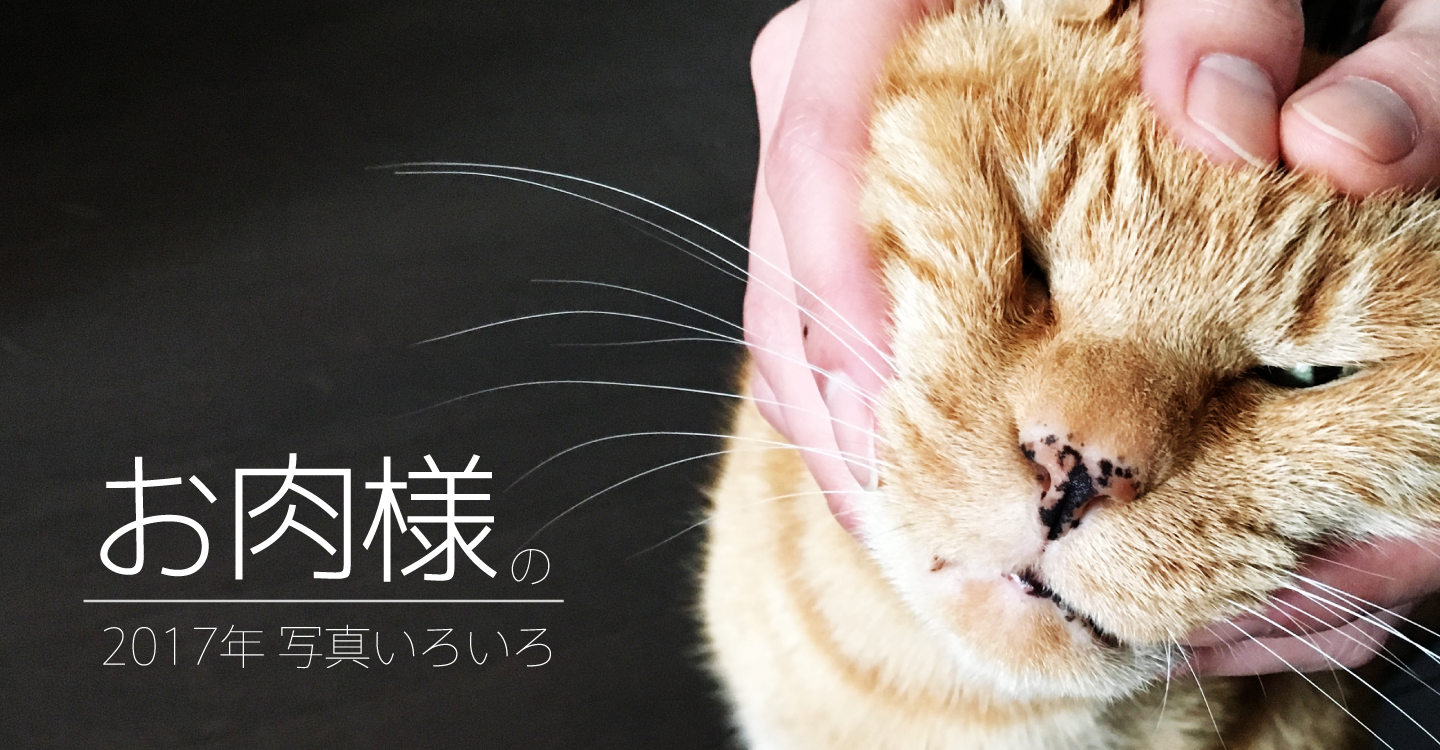 サムネ : トラ猫 お肉様 の2017年写真集