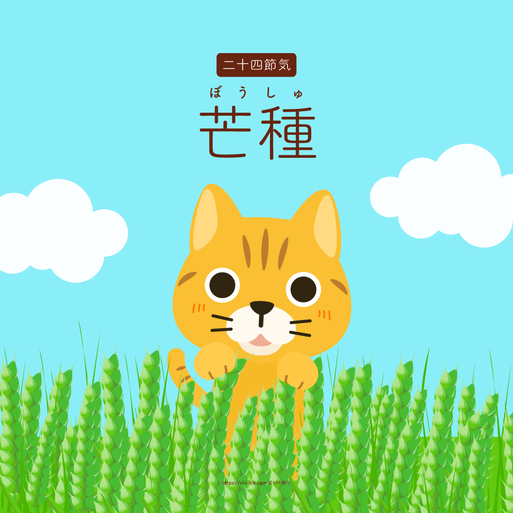 イラスト : 芒種 | Grain in Ear