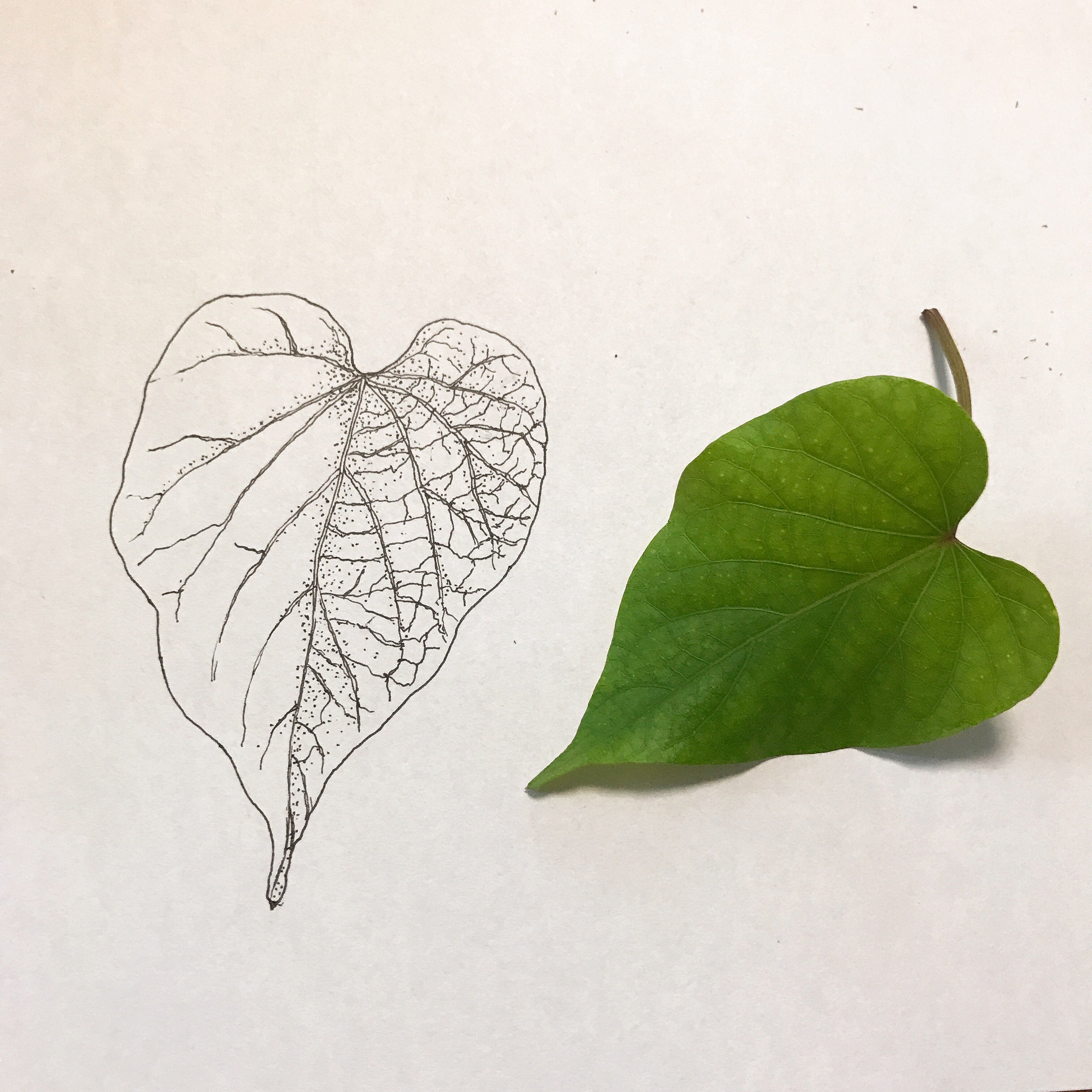 観察スケッチ : 観察目的のスケッチで考えてるコンナコト