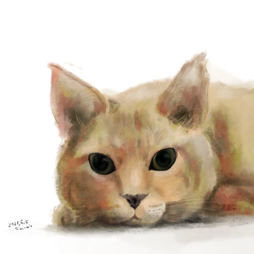 サムネ : うちの子 | My Lovely Cat 21.05.05