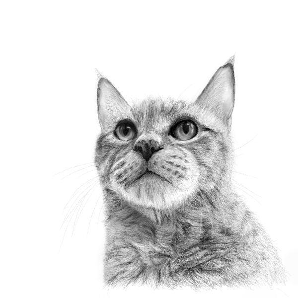 サムネ : うちのこ | My Cat