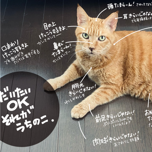 サムネ : 猫（うちのこ）が触ると喜ぶ場所 | Feline Petting Chart