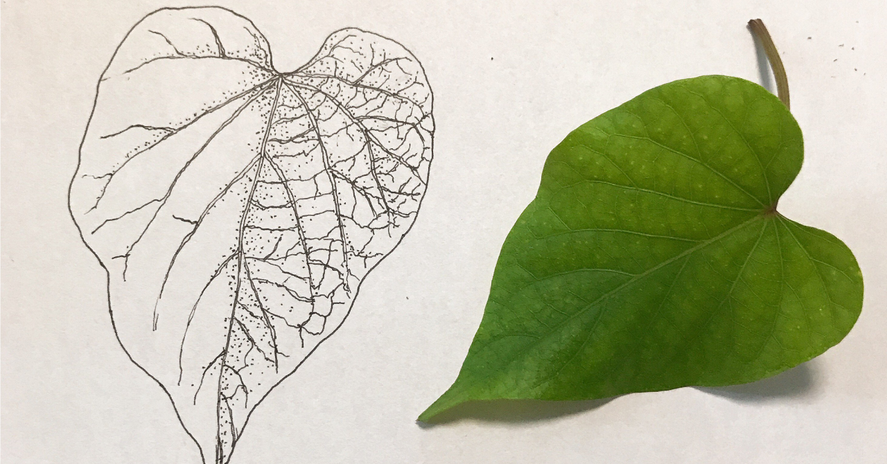 サムネ : サツマイモの葉っぱ | Sketch of a sweet potato leaf